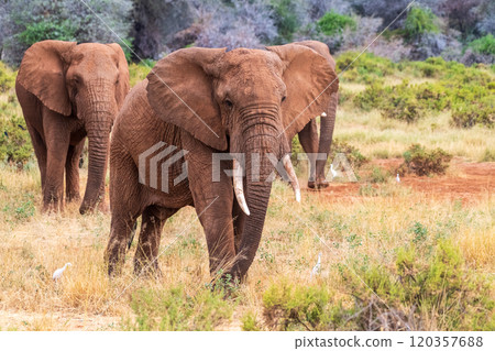 African elephant in Samburu National Reserve African elephant in Samburu National Reserve 120357688
