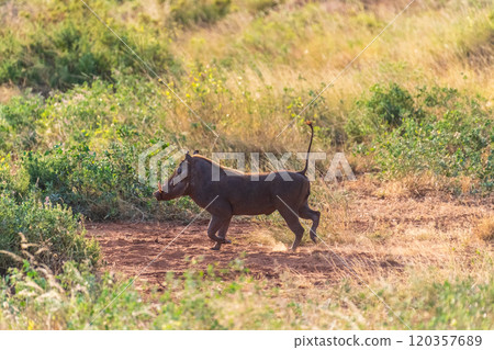Warthogs in Samburu National reserve Warthogs in Samburu National reserve 120357689