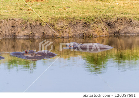 Hippo pool in the Serengeti Hippo pool in the Serengeti 120357691