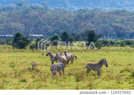 Zebra in Lake Nakuru National Park Zebra in Lake Nakuru National Park 120357692