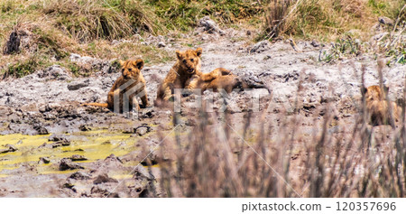 Lion Cubs in the Ngorogoro Crater Lion Cubs in the Ngorogoro Crater 120357696