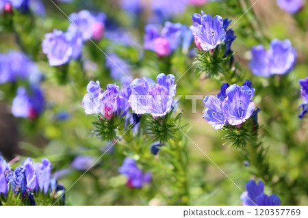 Echium Flower Bulgare 120357769