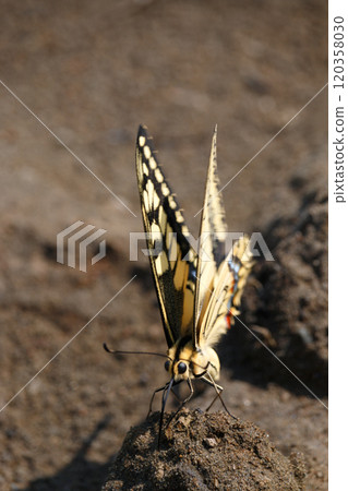 Swallowtail butterfly perching on the ground Swallowtail butterfly perching on the ground 120358030