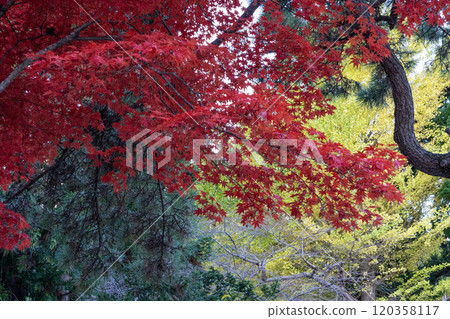 Autumn leaves at Funatama Shrine 120358117