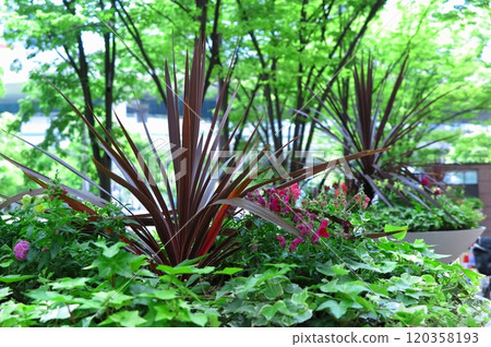 A flower pot of Dracaena in a public open space in a city of buildings A flower pot of Dracaena in a public open space in a city of buildings 120358193