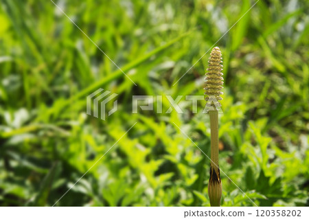 A single horsetail tree basking in the spring sunshine of March 120358202