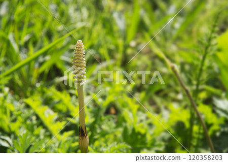 A single horsetail tree basking in the spring sunshine of March A single horsetail tree basking in the spring sunshine of March 120358203