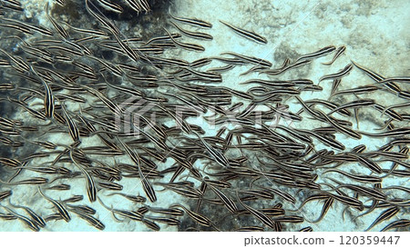 Mabul Island, the base for diving in Sipadan Island, Sabah state in Malaysia. Mabul Island, the base for diving in Sipadan Island, Sabah state in Malaysia. 120359447