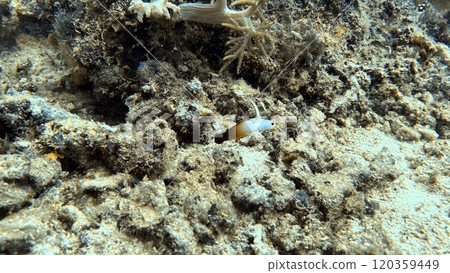 Mabul Island, the base for diving in Sipadan Island, Sabah state in Malaysia. 120359449