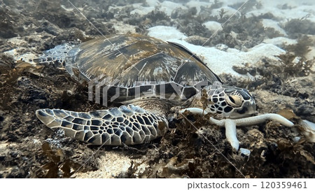 Mabul Island, the base for diving in Sipadan Island, Sabah state in Malaysia. Mabul Island, the base for diving in Sipadan Island, Sabah state in Malaysia. 120359461