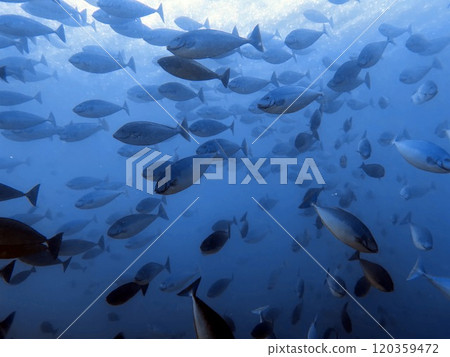 Mabul Island, the base for diving in Sipadan Island, Sabah state in Malaysia. Mabul Island, the base for diving in Sipadan Island, Sabah state in Malaysia. 120359472