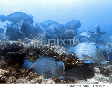 Mabul Island, the base for diving in Sipadan Island, Sabah state in Malaysia. 120359489