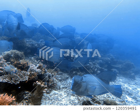 Mabul Island, the base for diving in Sipadan Island, Sabah state in Malaysia. 120359491