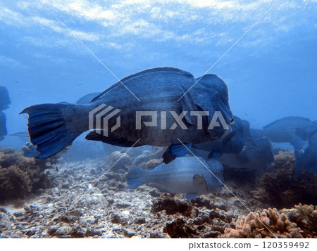Mabul Island, the base for diving in Sipadan Island, Sabah state in Malaysia. 120359492