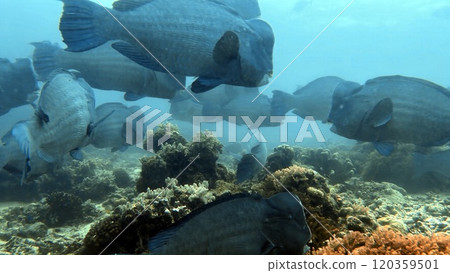 Mabul Island, the base for diving in Sipadan Island, Sabah state in Malaysia. 120359501