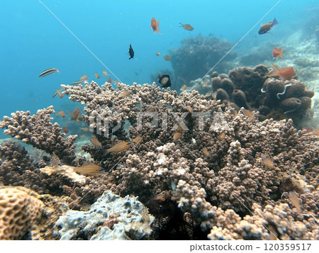 Mabul Island, the base for diving in Sipadan Island, Sabah state in Malaysia. 120359517