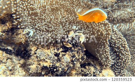 Mabul Island, the base for diving in Sipadan Island, Sabah state in Malaysia. 120359523