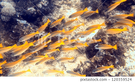 Mabul Island, the base for diving in Sipadan Island, Sabah state in Malaysia. Mabul Island, the base for diving in Sipadan Island, Sabah state in Malaysia. 120359524