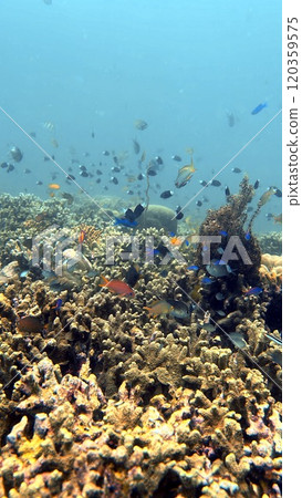 Mabul Island, the base for diving in Sipadan Island, Sabah state in Malaysia. 120359575