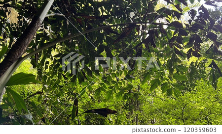 DEER Cave - Show cave tour at Gunung Mulu National Park DEER Cave - Show cave tour at Gunung Mulu National Park 120359603