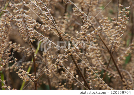 Withered shiso tips in a garden in late autumn 120359704