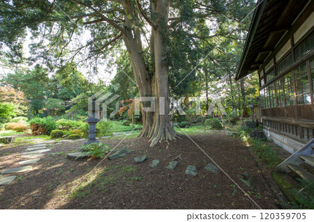 The Kaya tree at Myokyoji Temple, a natural monument in Kuroishi City, Aomori Prefecture The Kaya tree at Myokyoji Temple, a natural monument in Kuroishi City, Aomori Prefecture 120359705