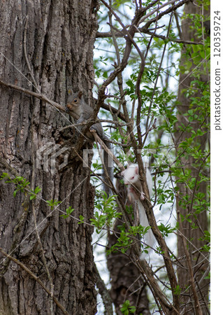 A gray squirrel and white albino squirrel hanging out in tree with green leaves. A gray squirrel and white albino squirrel hanging out in tree with green leaves. 120359724
