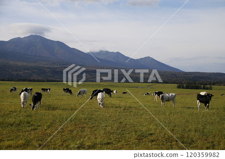Cows grazing on a vast ranch 120359982