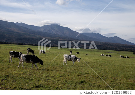 Cows grazing on a vast ranch 120359992