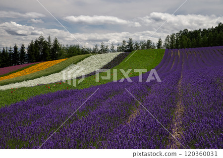 Lavender fields in summer 120360031