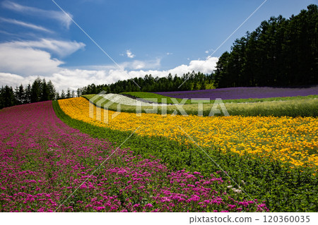Lavender fields in summer Lavender fields in summer 120360035