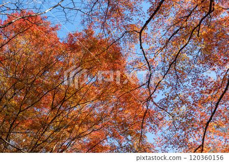 Harunayama autumn leaves Harunayama autumn leaves 120360156