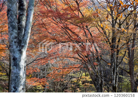 Harunayama秋葉 120360158