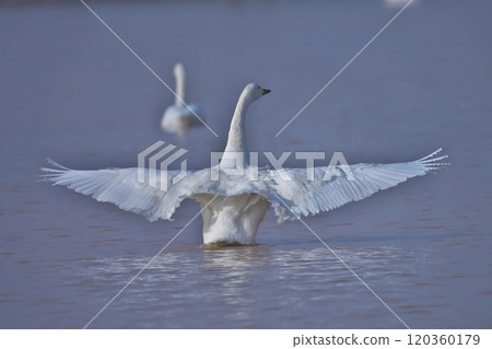 苔原天鵝 120360179