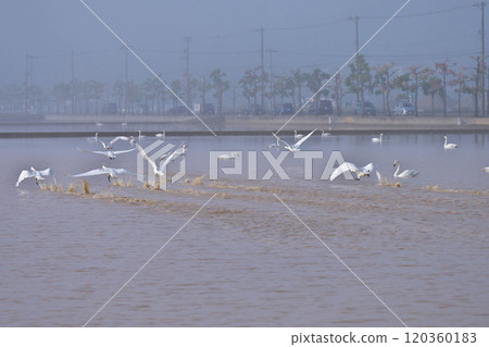 苔原天鵝 120360183