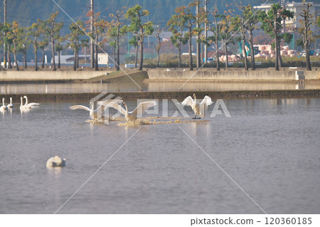 苔原天鵝 120360185