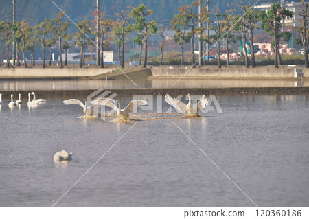 苔原天鵝 120360186