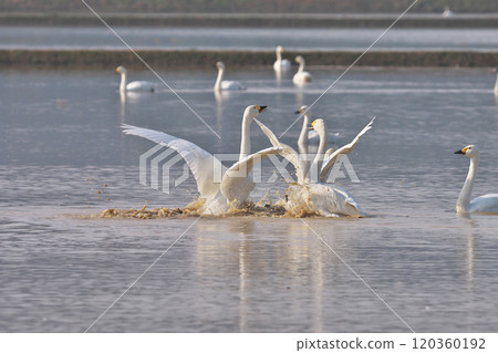 Tundra swan Tundra swan 120360192