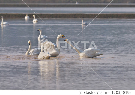 Tundra swan 120360193
