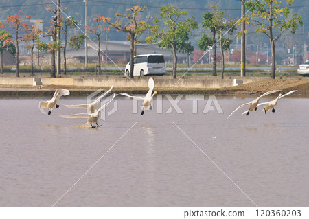 苔原天鵝 苔原天鵝 120360203