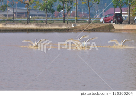 苔原天鵝 120360204