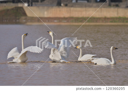 苔原天鵝 120360205