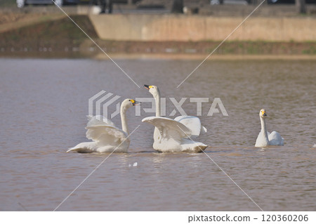 Tundra swan Tundra swan 120360206