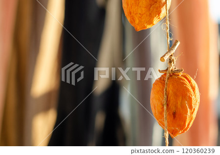 Dried persimmons hanging out to dry with the laundry, waiting to be completed 120360239