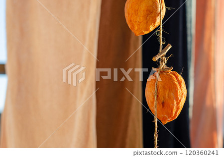 將待完成的柿乾與衣物一起掛起來晾乾 將待完成的柿乾與衣物一起掛起來晾乾 120360241