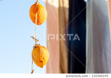 Dried persimmons hanging out to dry with the laundry, waiting to be completed 120360245