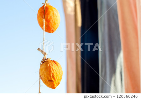 Dried persimmons hanging out to dry with the laundry, waiting to be completed 120360246