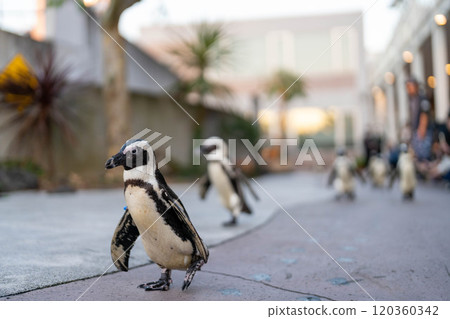 可愛的海角企鵝散步 120360342