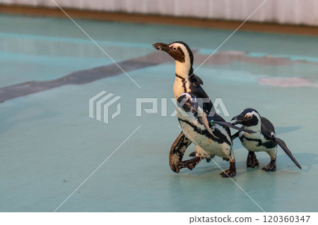 Cute Cape penguins fighting over food 120360347