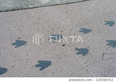 有海角企鵝腳印的小路 有海角企鵝腳印的小路 120360352